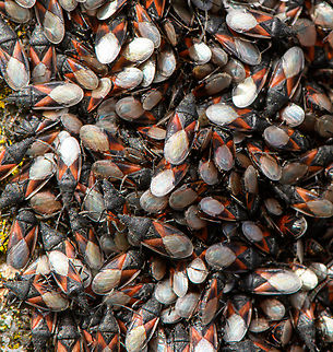 Oxycarenus lavaterae - 5, Netherlands A fresh observation from this morning. My friend Antoine asked about an insect "plague" on a tree in his street so I came to check it out. It turns out to be a mass gathering of the Lime Seed Bug (Oxycarenus lavaterae).

This bug is originally from the Mediteranean and Africa, but has been spreading in the northern direction by means of imported trees/plants and the milder winters enabling them to survive. In 2016, our good friend Arp did a fantastic job of documenting the first population found in the Netherlands:

https://www.jungledragon.com/image/46672/oxycarenus_lavaterae_various_life_stages.html

Since then, it has been seen more often, mostly in the South of the Netherlands. Current consensus is that they do little permanent damage to the trees, and basically serve as extra bird food.

https://www.jungledragon.com/image/132306/oxycarenus_lavaterae_-_1_netherlands.html
https://www.jungledragon.com/image/132307/oxycarenus_lavaterae_-_2_netherlands.html
https://www.jungledragon.com/image/132308/oxycarenus_lavaterae_-_3_netherlands.html
https://www.jungledragon.com/image/132305/oxycarenus_lavaterae_-_4_netherlands.html Geotagged,Lime Seed Bug,Malvawants,Netherlands,Oxycarenus lavaterae,Spring