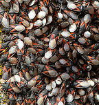 Oxycarenus lavaterae - 5, Netherlands A fresh observation from this morning. My friend Antoine asked about an insect "plague" on a tree in his street so I came to check it out. It turns out to be a mass gathering of the Lime Seed Bug (Oxycarenus lavaterae).<br />
<br />
This bug is originally from the Mediteranean and Africa, but has been spreading in the northern direction by means of imported trees/plants and the milder winters enabling them to survive. In 2016, our good friend Arp did a fantastic job of documenting the first population found in the Netherlands:<br />
<br />
https://www.jungledragon.com/image/46672/oxycarenus_lavaterae_various_life_stages.html<br />
<br />
Since then, it has been seen more often, mostly in the South of the Netherlands. Current consensus is that they do little permanent damage to the trees, and basically serve as extra bird food.<br />
<br />
https://www.jungledragon.com/image/132306/oxycarenus_lavaterae_-_1_netherlands.html<br />
https://www.jungledragon.com/image/132307/oxycarenus_lavaterae_-_2_netherlands.html<br />
https://www.jungledragon.com/image/132308/oxycarenus_lavaterae_-_3_netherlands.html<br />
https://www.jungledragon.com/image/132305/oxycarenus_lavaterae_-_4_netherlands.html Geotagged,Lime Seed Bug,Malvawants,Netherlands,Oxycarenus lavaterae,Spring