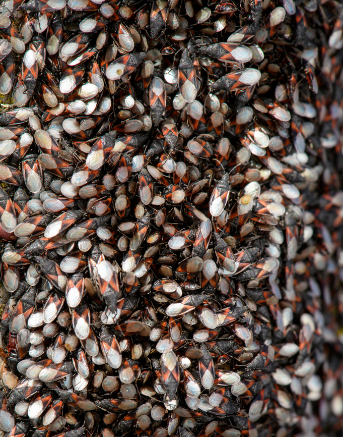 Oxycarenus lavaterae - 4, Netherlands A fresh observation from this morning. My friend Antoine asked about an insect "plague" on a tree in his street so I came to check it out. It turns out to be a mass gathering of the Lime Seed Bug (Oxycarenus lavaterae).<br />
<br />
This bug is originally from the Mediteranean and Africa, but has been spreading in the northern direction by means of imported trees/plants and the milder winters enabling them to survive. In 2016, our good friend Arp did a fantastic job of documenting the first population found in the Netherlands:<br />
<br />
<figure class="photo"><a href="https://www.jungledragon.com/image/46672/oxycarenus_lavaterae_various_life_stages.html" title="Oxycarenus lavaterae; Various life stages"><img src="https://s3.amazonaws.com/media.jungledragon.com/images/3043/46672_thumb.jpg?AWSAccessKeyId=05GMT0V3GWVNE7GGM1R2&Expires=1769040010&Signature=Jl5QF0t3eVOzB7kb9H0oD2yzXIk%3D" width="200" height="150" alt="Oxycarenus lavaterae; Various life stages Images of various life stages from first population of this species found in the Netherlands.<br />
Photos taken in Maastricht, 2016-10-20<br />
Image used for article on Nature Today<br />
https://www.naturetoday.com/intl/nl/nature-reports/message/?msg=23062 Geotagged,Hemiptera,Heteroptera,Lygaeidae,Netherlands,Oxycareninae,Oxycarenus,Oxycarenus lavaterae,nl: Lindenspitskop" /></a></figure><br />
<br />
Since then, it has been seen more often, mostly in the South of the Netherlands. Current consensus is that they do little permanent damage to the trees, and basically serve as extra bird food.<br />
<br />
<figure class="photo"><a href="https://www.jungledragon.com/image/132306/oxycarenus_lavaterae_-_1_netherlands.html" title="Oxycarenus lavaterae - 1, Netherlands"><img src="https://s3.amazonaws.com/media.jungledragon.com/images/2/132306_thumb.jpg?AWSAccessKeyId=05GMT0V3GWVNE7GGM1R2&Expires=1769040010&Signature=nmjsoT3fvbp3%2Bz5KeLS0ASTWmtQ%3D" width="102" height="152" alt="Oxycarenus lavaterae - 1, Netherlands A fresh observation from this morning. My friend Antoine asked about an insect "plague" on a tree in his street so I came to check it out. It turns out to be a mass gathering of the Lime Seed Bug (Oxycarenus lavaterae).<br />
<br />
This bug is originally from the Mediteranean and Africa, but has been spreading in the northern direction by means of imported trees/plants and the milder winters enabling them to survive. In 2016, our good friend Arp did a fantastic job of documenting the first population found in the Netherlands:<br />
<br />
https://www.jungledragon.com/image/46672/oxycarenus_lavaterae_various_life_stages.html<br />
<br />
Since then, it has been seen more often, mostly in the South of the Netherlands. Current consensus is that they do little permanent damage to the trees, and basically serve as extra bird food.<br />
<br />
https://www.jungledragon.com/image/132307/oxycarenus_lavaterae_-_2_netherlands.html<br />
https://www.jungledragon.com/image/132308/oxycarenus_lavaterae_-_3_netherlands.html<br />
https://www.jungledragon.com/image/132305/oxycarenus_lavaterae_-_4_netherlands.html<br />
https://www.jungledragon.com/image/132304/oxycarenus_lavaterae_-_5_netherlands.html Geotagged,Lime Seed Bug,Malvawants,Netherlands,Oxycarenus lavaterae,Spring" /></a></figure><br />
<figure class="photo"><a href="https://www.jungledragon.com/image/132307/oxycarenus_lavaterae_-_2_netherlands.html" title="Oxycarenus lavaterae - 2, Netherlands"><img src="https://s3.amazonaws.com/media.jungledragon.com/images/2/132307_thumb.jpg?AWSAccessKeyId=05GMT0V3GWVNE7GGM1R2&Expires=1769040010&Signature=b0lwIQqEZ6dnX8Y79FL4akO%2BPbg%3D" width="200" height="134" alt="Oxycarenus lavaterae - 2, Netherlands A fresh observation from this morning. My friend Antoine asked about an insect "plague" on a tree in his street so I came to check it out. It turns out to be a mass gathering of the Lime Seed Bug (Oxycarenus lavaterae).<br />
<br />
This bug is originally from the Mediteranean and Africa, but has been spreading in the northern direction by means of imported trees/plants and the milder winters enabling them to survive. In 2016, our good friend Arp did a fantastic job of documenting the first population found in the Netherlands:<br />
<br />
https://www.jungledragon.com/image/46672/oxycarenus_lavaterae_various_life_stages.html<br />
<br />
Since then, it has been seen more often, mostly in the South of the Netherlands. Current consensus is that they do little permanent damage to the trees, and basically serve as extra bird food.<br />
<br />
https://www.jungledragon.com/image/132306/oxycarenus_lavaterae_-_1_netherlands.html<br />
https://www.jungledragon.com/image/132308/oxycarenus_lavaterae_-_3_netherlands.html<br />
https://www.jungledragon.com/image/132305/oxycarenus_lavaterae_-_4_netherlands.html<br />
https://www.jungledragon.com/image/132304/oxycarenus_lavaterae_-_5_netherlands.html Geotagged,Lime Seed Bug,Malvawants,Netherlands,Oxycarenus lavaterae,Spring" /></a></figure><br />
<figure class="photo"><a href="https://www.jungledragon.com/image/132308/oxycarenus_lavaterae_-_3_netherlands.html" title="Oxycarenus lavaterae - 3, Netherlands"><img src="https://s3.amazonaws.com/media.jungledragon.com/images/2/132308_thumb.jpg?AWSAccessKeyId=05GMT0V3GWVNE7GGM1R2&Expires=1769040010&Signature=4f371XnmADYSjR9bTNNPEOB6IQo%3D" width="200" height="134" alt="Oxycarenus lavaterae - 3, Netherlands A fresh observation from this morning. My friend Antoine asked about an insect "plague" on a tree in his street so I came to check it out. It turns out to be a mass gathering of the Lime Seed Bug (Oxycarenus lavaterae).<br />
<br />
This bug is originally from the Mediteranean and Africa, but has been spreading in the northern direction by means of imported trees/plants and the milder winters enabling them to survive. In 2016, our good friend Arp did a fantastic job of documenting the first population found in the Netherlands:<br />
<br />
https://www.jungledragon.com/image/46672/oxycarenus_lavaterae_various_life_stages.html<br />
<br />
Since then, it has been seen more often, mostly in the South of the Netherlands. Current consensus is that they do little permanent damage to the trees, and basically serve as extra bird food.<br />
<br />
https://www.jungledragon.com/image/132306/oxycarenus_lavaterae_-_1_netherlands.html<br />
https://www.jungledragon.com/image/132307/oxycarenus_lavaterae_-_2_netherlands.html<br />
https://www.jungledragon.com/image/132305/oxycarenus_lavaterae_-_4_netherlands.html<br />
https://www.jungledragon.com/image/132304/oxycarenus_lavaterae_-_5_netherlands.html Geotagged,Lime Seed Bug,Malvawants,Netherlands,Oxycarenus lavaterae,Spring" /></a></figure><br />
<figure class="photo"><a href="https://www.jungledragon.com/image/132304/oxycarenus_lavaterae_-_5_netherlands.html" title="Oxycarenus lavaterae - 5, Netherlands"><img src="https://s3.amazonaws.com/media.jungledragon.com/images/2/132304_thumb.jpg?AWSAccessKeyId=05GMT0V3GWVNE7GGM1R2&Expires=1769040010&Signature=JboUapeyL2RYkD0cTHM07%2BxHwH0%3D" width="146" height="152" alt="Oxycarenus lavaterae - 5, Netherlands A fresh observation from this morning. My friend Antoine asked about an insect "plague" on a tree in his street so I came to check it out. It turns out to be a mass gathering of the Lime Seed Bug (Oxycarenus lavaterae).<br />
<br />
This bug is originally from the Mediteranean and Africa, but has been spreading in the northern direction by means of imported trees/plants and the milder winters enabling them to survive. In 2016, our good friend Arp did a fantastic job of documenting the first population found in the Netherlands:<br />
<br />
https://www.jungledragon.com/image/46672/oxycarenus_lavaterae_various_life_stages.html<br />
<br />
Since then, it has been seen more often, mostly in the South of the Netherlands. Current consensus is that they do little permanent damage to the trees, and basically serve as extra bird food.<br />
<br />
https://www.jungledragon.com/image/132306/oxycarenus_lavaterae_-_1_netherlands.html<br />
https://www.jungledragon.com/image/132307/oxycarenus_lavaterae_-_2_netherlands.html<br />
https://www.jungledragon.com/image/132308/oxycarenus_lavaterae_-_3_netherlands.html<br />
https://www.jungledragon.com/image/132305/oxycarenus_lavaterae_-_4_netherlands.html Geotagged,Lime Seed Bug,Malvawants,Netherlands,Oxycarenus lavaterae,Spring" /></a></figure> Geotagged,Lime Seed Bug,Malvawants,Netherlands,Oxycarenus lavaterae,Spring