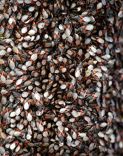 Oxycarenus lavaterae - 4, Netherlands A fresh observation from this morning. My friend Antoine asked about an insect "plague" on a tree in his street so I came to check it out. It turns out to be a mass gathering of the Lime Seed Bug (Oxycarenus lavaterae).

This bug is originally from the Mediteranean and Africa, but has been spreading in the northern direction by means of imported trees/plants and the milder winters enabling them to survive. In 2016, our good friend Arp did a fantastic job of documenting the first population found in the Netherlands:

https://www.jungledragon.com/image/46672/oxycarenus_lavaterae_various_life_stages.html

Since then, it has been seen more often, mostly in the South of the Netherlands. Current consensus is that they do little permanent damage to the trees, and basically serve as extra bird food.

https://www.jungledragon.com/image/132306/oxycarenus_lavaterae_-_1_netherlands.html
https://www.jungledragon.com/image/132307/oxycarenus_lavaterae_-_2_netherlands.html
https://www.jungledragon.com/image/132308/oxycarenus_lavaterae_-_3_netherlands.html
https://www.jungledragon.com/image/132304/oxycarenus_lavaterae_-_5_netherlands.html Geotagged,Lime Seed Bug,Malvawants,Netherlands,Oxycarenus lavaterae,Spring