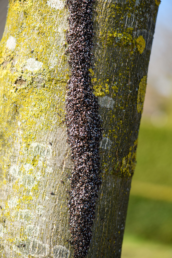 Oxycarenus lavaterae - 1, Netherlands A fresh observation from this morning. My friend Antoine asked about an insect "plague" on a tree in his street so I came to check it out. It turns out to be a mass gathering of the Lime Seed Bug (Oxycarenus lavaterae).<br />
<br />
This bug is originally from the Mediteranean and Africa, but has been spreading in the northern direction by means of imported trees/plants and the milder winters enabling them to survive. In 2016, our good friend Arp did a fantastic job of documenting the first population found in the Netherlands:<br />
<br />
<figure class="photo"><a href="https://www.jungledragon.com/image/46672/oxycarenus_lavaterae_various_life_stages.html" title="Oxycarenus lavaterae; Various life stages"><img src="https://s3.amazonaws.com/media.jungledragon.com/images/3043/46672_thumb.jpg?AWSAccessKeyId=05GMT0V3GWVNE7GGM1R2&Expires=1769040010&Signature=Jl5QF0t3eVOzB7kb9H0oD2yzXIk%3D" width="200" height="150" alt="Oxycarenus lavaterae; Various life stages Images of various life stages from first population of this species found in the Netherlands.<br />
Photos taken in Maastricht, 2016-10-20<br />
Image used for article on Nature Today<br />
https://www.naturetoday.com/intl/nl/nature-reports/message/?msg=23062 Geotagged,Hemiptera,Heteroptera,Lygaeidae,Netherlands,Oxycareninae,Oxycarenus,Oxycarenus lavaterae,nl: Lindenspitskop" /></a></figure><br />
<br />
Since then, it has been seen more often, mostly in the South of the Netherlands. Current consensus is that they do little permanent damage to the trees, and basically serve as extra bird food.<br />
<br />
<figure class="photo"><a href="https://www.jungledragon.com/image/132307/oxycarenus_lavaterae_-_2_netherlands.html" title="Oxycarenus lavaterae - 2, Netherlands"><img src="https://s3.amazonaws.com/media.jungledragon.com/images/2/132307_thumb.jpg?AWSAccessKeyId=05GMT0V3GWVNE7GGM1R2&Expires=1769040010&Signature=b0lwIQqEZ6dnX8Y79FL4akO%2BPbg%3D" width="200" height="134" alt="Oxycarenus lavaterae - 2, Netherlands A fresh observation from this morning. My friend Antoine asked about an insect "plague" on a tree in his street so I came to check it out. It turns out to be a mass gathering of the Lime Seed Bug (Oxycarenus lavaterae).<br />
<br />
This bug is originally from the Mediteranean and Africa, but has been spreading in the northern direction by means of imported trees/plants and the milder winters enabling them to survive. In 2016, our good friend Arp did a fantastic job of documenting the first population found in the Netherlands:<br />
<br />
https://www.jungledragon.com/image/46672/oxycarenus_lavaterae_various_life_stages.html<br />
<br />
Since then, it has been seen more often, mostly in the South of the Netherlands. Current consensus is that they do little permanent damage to the trees, and basically serve as extra bird food.<br />
<br />
https://www.jungledragon.com/image/132306/oxycarenus_lavaterae_-_1_netherlands.html<br />
https://www.jungledragon.com/image/132308/oxycarenus_lavaterae_-_3_netherlands.html<br />
https://www.jungledragon.com/image/132305/oxycarenus_lavaterae_-_4_netherlands.html<br />
https://www.jungledragon.com/image/132304/oxycarenus_lavaterae_-_5_netherlands.html Geotagged,Lime Seed Bug,Malvawants,Netherlands,Oxycarenus lavaterae,Spring" /></a></figure><br />
<figure class="photo"><a href="https://www.jungledragon.com/image/132308/oxycarenus_lavaterae_-_3_netherlands.html" title="Oxycarenus lavaterae - 3, Netherlands"><img src="https://s3.amazonaws.com/media.jungledragon.com/images/2/132308_thumb.jpg?AWSAccessKeyId=05GMT0V3GWVNE7GGM1R2&Expires=1769040010&Signature=4f371XnmADYSjR9bTNNPEOB6IQo%3D" width="200" height="134" alt="Oxycarenus lavaterae - 3, Netherlands A fresh observation from this morning. My friend Antoine asked about an insect "plague" on a tree in his street so I came to check it out. It turns out to be a mass gathering of the Lime Seed Bug (Oxycarenus lavaterae).<br />
<br />
This bug is originally from the Mediteranean and Africa, but has been spreading in the northern direction by means of imported trees/plants and the milder winters enabling them to survive. In 2016, our good friend Arp did a fantastic job of documenting the first population found in the Netherlands:<br />
<br />
https://www.jungledragon.com/image/46672/oxycarenus_lavaterae_various_life_stages.html<br />
<br />
Since then, it has been seen more often, mostly in the South of the Netherlands. Current consensus is that they do little permanent damage to the trees, and basically serve as extra bird food.<br />
<br />
https://www.jungledragon.com/image/132306/oxycarenus_lavaterae_-_1_netherlands.html<br />
https://www.jungledragon.com/image/132307/oxycarenus_lavaterae_-_2_netherlands.html<br />
https://www.jungledragon.com/image/132305/oxycarenus_lavaterae_-_4_netherlands.html<br />
https://www.jungledragon.com/image/132304/oxycarenus_lavaterae_-_5_netherlands.html Geotagged,Lime Seed Bug,Malvawants,Netherlands,Oxycarenus lavaterae,Spring" /></a></figure><br />
<figure class="photo"><a href="https://www.jungledragon.com/image/132305/oxycarenus_lavaterae_-_4_netherlands.html" title="Oxycarenus lavaterae - 4, Netherlands"><img src="https://s3.amazonaws.com/media.jungledragon.com/images/2/132305_thumb.jpg?AWSAccessKeyId=05GMT0V3GWVNE7GGM1R2&Expires=1769040010&Signature=fi5R4JAzHOUN%2Bxh2jFfa5v7ZHEc%3D" width="120" height="152" alt="Oxycarenus lavaterae - 4, Netherlands A fresh observation from this morning. My friend Antoine asked about an insect "plague" on a tree in his street so I came to check it out. It turns out to be a mass gathering of the Lime Seed Bug (Oxycarenus lavaterae).<br />
<br />
This bug is originally from the Mediteranean and Africa, but has been spreading in the northern direction by means of imported trees/plants and the milder winters enabling them to survive. In 2016, our good friend Arp did a fantastic job of documenting the first population found in the Netherlands:<br />
<br />
https://www.jungledragon.com/image/46672/oxycarenus_lavaterae_various_life_stages.html<br />
<br />
Since then, it has been seen more often, mostly in the South of the Netherlands. Current consensus is that they do little permanent damage to the trees, and basically serve as extra bird food.<br />
<br />
https://www.jungledragon.com/image/132306/oxycarenus_lavaterae_-_1_netherlands.html<br />
https://www.jungledragon.com/image/132307/oxycarenus_lavaterae_-_2_netherlands.html<br />
https://www.jungledragon.com/image/132308/oxycarenus_lavaterae_-_3_netherlands.html<br />
https://www.jungledragon.com/image/132304/oxycarenus_lavaterae_-_5_netherlands.html Geotagged,Lime Seed Bug,Malvawants,Netherlands,Oxycarenus lavaterae,Spring" /></a></figure><br />
<figure class="photo"><a href="https://www.jungledragon.com/image/132304/oxycarenus_lavaterae_-_5_netherlands.html" title="Oxycarenus lavaterae - 5, Netherlands"><img src="https://s3.amazonaws.com/media.jungledragon.com/images/2/132304_thumb.jpg?AWSAccessKeyId=05GMT0V3GWVNE7GGM1R2&Expires=1769040010&Signature=JboUapeyL2RYkD0cTHM07%2BxHwH0%3D" width="146" height="152" alt="Oxycarenus lavaterae - 5, Netherlands A fresh observation from this morning. My friend Antoine asked about an insect "plague" on a tree in his street so I came to check it out. It turns out to be a mass gathering of the Lime Seed Bug (Oxycarenus lavaterae).<br />
<br />
This bug is originally from the Mediteranean and Africa, but has been spreading in the northern direction by means of imported trees/plants and the milder winters enabling them to survive. In 2016, our good friend Arp did a fantastic job of documenting the first population found in the Netherlands:<br />
<br />
https://www.jungledragon.com/image/46672/oxycarenus_lavaterae_various_life_stages.html<br />
<br />
Since then, it has been seen more often, mostly in the South of the Netherlands. Current consensus is that they do little permanent damage to the trees, and basically serve as extra bird food.<br />
<br />
https://www.jungledragon.com/image/132306/oxycarenus_lavaterae_-_1_netherlands.html<br />
https://www.jungledragon.com/image/132307/oxycarenus_lavaterae_-_2_netherlands.html<br />
https://www.jungledragon.com/image/132308/oxycarenus_lavaterae_-_3_netherlands.html<br />
https://www.jungledragon.com/image/132305/oxycarenus_lavaterae_-_4_netherlands.html Geotagged,Lime Seed Bug,Malvawants,Netherlands,Oxycarenus lavaterae,Spring" /></a></figure> Geotagged,Lime Seed Bug,Malvawants,Netherlands,Oxycarenus lavaterae,Spring