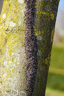 Oxycarenus lavaterae - 1, Netherlands A fresh observation from this morning. My friend Antoine asked about an insect "plague" on a tree in his street so I came to check it out. It turns out to be a mass gathering of the Lime Seed Bug (Oxycarenus lavaterae).

This bug is originally from the Mediteranean and Africa, but has been spreading in the northern direction by means of imported trees/plants and the milder winters enabling them to survive. In 2016, our good friend Arp did a fantastic job of documenting the first population found in the Netherlands:

https://www.jungledragon.com/image/46672/oxycarenus_lavaterae_various_life_stages.html

Since then, it has been seen more often, mostly in the South of the Netherlands. Current consensus is that they do little permanent damage to the trees, and basically serve as extra bird food.

https://www.jungledragon.com/image/132307/oxycarenus_lavaterae_-_2_netherlands.html
https://www.jungledragon.com/image/132308/oxycarenus_lavaterae_-_3_netherlands.html
https://www.jungledragon.com/image/132305/oxycarenus_lavaterae_-_4_netherlands.html
https://www.jungledragon.com/image/132304/oxycarenus_lavaterae_-_5_netherlands.html Geotagged,Lime Seed Bug,Malvawants,Netherlands,Oxycarenus lavaterae,Spring