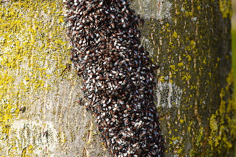Oxycarenus lavaterae - 2, Netherlands A fresh observation from this morning. My friend Antoine asked about an insect "plague" on a tree in his street so I came to check it out. It turns out to be a mass gathering of the Lime Seed Bug (Oxycarenus lavaterae).

This bug is originally from the Mediteranean and Africa, but has been spreading in the northern direction by means of imported trees/plants and the milder winters enabling them to survive. In 2016, our good friend Arp did a fantastic job of documenting the first population found in the Netherlands:

https://www.jungledragon.com/image/46672/oxycarenus_lavaterae_various_life_stages.html

Since then, it has been seen more often, mostly in the South of the Netherlands. Current consensus is that they do little permanent damage to the trees, and basically serve as extra bird food.

https://www.jungledragon.com/image/132306/oxycarenus_lavaterae_-_1_netherlands.html
https://www.jungledragon.com/image/132308/oxycarenus_lavaterae_-_3_netherlands.html
https://www.jungledragon.com/image/132305/oxycarenus_lavaterae_-_4_netherlands.html
https://www.jungledragon.com/image/132304/oxycarenus_lavaterae_-_5_netherlands.html Geotagged,Lime Seed Bug,Malvawants,Netherlands,Oxycarenus lavaterae,Spring