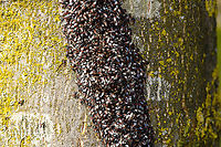 Oxycarenus lavaterae - 2, Netherlands A fresh observation from this morning. My friend Antoine asked about an insect "plague" on a tree in his street so I came to check it out. It turns out to be a mass gathering of the Lime Seed Bug (Oxycarenus lavaterae).<br />
<br />
This bug is originally from the Mediteranean and Africa, but has been spreading in the northern direction by means of imported trees/plants and the milder winters enabling them to survive. In 2016, our good friend Arp did a fantastic job of documenting the first population found in the Netherlands:<br />
<br />
https://www.jungledragon.com/image/46672/oxycarenus_lavaterae_various_life_stages.html<br />
<br />
Since then, it has been seen more often, mostly in the South of the Netherlands. Current consensus is that they do little permanent damage to the trees, and basically serve as extra bird food.<br />
<br />
https://www.jungledragon.com/image/132306/oxycarenus_lavaterae_-_1_netherlands.html<br />
https://www.jungledragon.com/image/132308/oxycarenus_lavaterae_-_3_netherlands.html<br />
https://www.jungledragon.com/image/132305/oxycarenus_lavaterae_-_4_netherlands.html<br />
https://www.jungledragon.com/image/132304/oxycarenus_lavaterae_-_5_netherlands.html Geotagged,Lime Seed Bug,Malvawants,Netherlands,Oxycarenus lavaterae,Spring