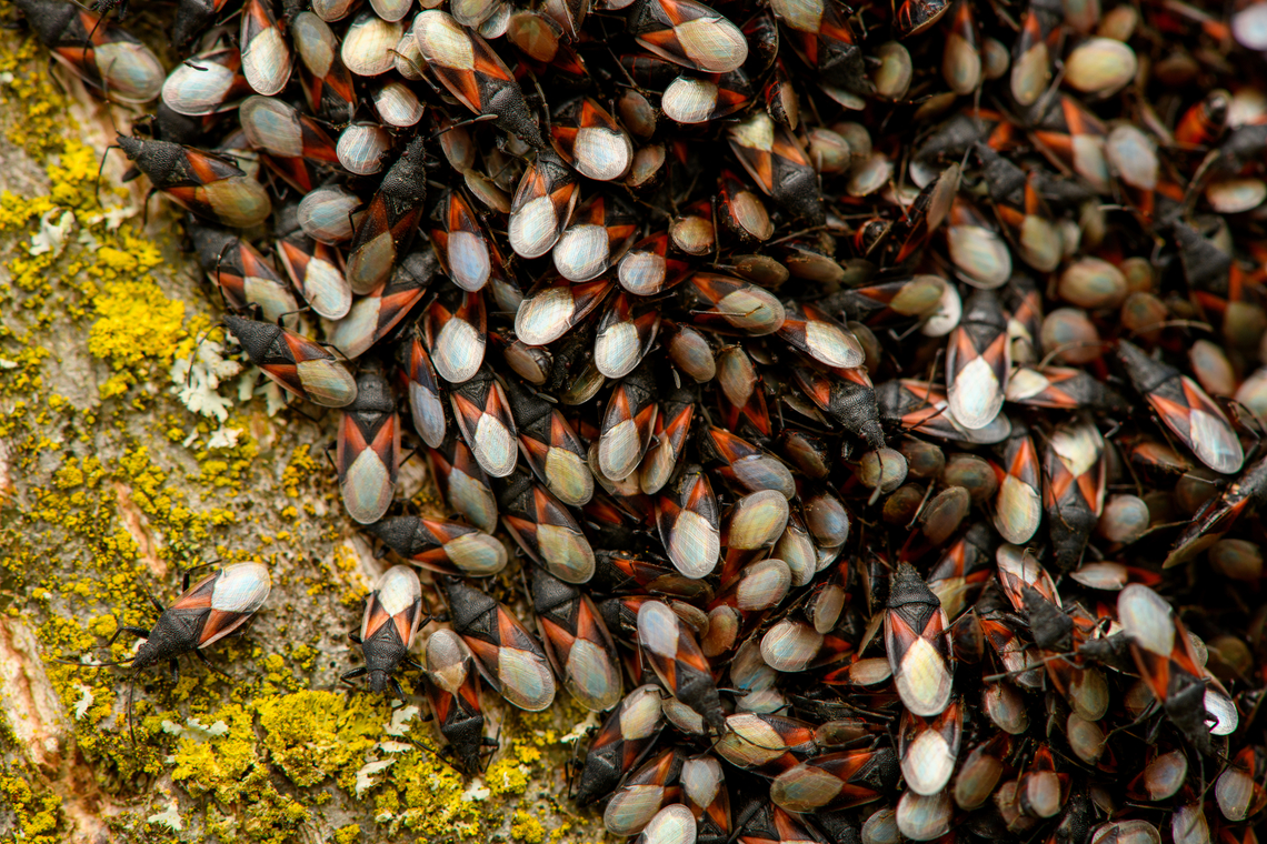 Oxycarenus lavaterae - 3, Netherlands A fresh observation from this morning. My friend Antoine asked about an insect &quot;plague&quot; on a tree in his street so I came to check it out. It turns out to be a mass gathering of the Lime Seed Bug (Oxycarenus lavaterae).<br />
<br />
This bug is originally from the Mediteranean and Africa, but has been spreading in the northern direction by means of imported trees/plants and the milder winters enabling them to survive. In 2016, our good friend Arp did a fantastic job of documenting the first population found in the Netherlands:<br />
<br />
<figure class="photo"><a href="https://www.jungledragon.com/image/46672/oxycarenus_lavaterae_various_life_stages.html" title="Oxycarenus lavaterae; Various life stages"><img src="https://s3.amazonaws.com/media.jungledragon.com/images/3043/46672_thumb.jpg?AWSAccessKeyId=05GMT0V3GWVNE7GGM1R2&Expires=1767225610&Signature=7V8UYzTvU4c0fUlRmBlTMs%2BaLpE%3D" width="200" height="150" alt="Oxycarenus lavaterae; Various life stages Images of various life stages from first population of this species found in the Netherlands.<br />
Photos taken in Maastricht, 2016-10-20<br />
Image used for article on Nature Today<br />
https://www.naturetoday.com/intl/nl/nature-reports/message/?msg=23062 Geotagged,Hemiptera,Heteroptera,Lygaeidae,Netherlands,Oxycareninae,Oxycarenus,Oxycarenus lavaterae,nl: Lindenspitskop" /></a></figure><br />
<br />
Since then, it has been seen more often, mostly in the South of the Netherlands. Current consensus is that they do little permanent damage to the trees, and basically serve as extra bird food.<br />
<br />
<figure class="photo"><a href="https://www.jungledragon.com/image/132306/oxycarenus_lavaterae_-_1_netherlands.html" title="Oxycarenus lavaterae - 1, Netherlands"><img src="https://s3.amazonaws.com/media.jungledragon.com/images/2/132306_thumb.jpg?AWSAccessKeyId=05GMT0V3GWVNE7GGM1R2&Expires=1767225610&Signature=m43hCp0XpfRm4sut3toqWjGNbtI%3D" width="102" height="152" alt="Oxycarenus lavaterae - 1, Netherlands A fresh observation from this morning. My friend Antoine asked about an insect &quot;plague&quot; on a tree in his street so I came to check it out. It turns out to be a mass gathering of the Lime Seed Bug (Oxycarenus lavaterae).<br />
<br />
This bug is originally from the Mediteranean and Africa, but has been spreading in the northern direction by means of imported trees/plants and the milder winters enabling them to survive. In 2016, our good friend Arp did a fantastic job of documenting the first population found in the Netherlands:<br />
<br />
https://www.jungledragon.com/image/46672/oxycarenus_lavaterae_various_life_stages.html<br />
<br />
Since then, it has been seen more often, mostly in the South of the Netherlands. Current consensus is that they do little permanent damage to the trees, and basically serve as extra bird food.<br />
<br />
https://www.jungledragon.com/image/132307/oxycarenus_lavaterae_-_2_netherlands.html<br />
https://www.jungledragon.com/image/132308/oxycarenus_lavaterae_-_3_netherlands.html<br />
https://www.jungledragon.com/image/132305/oxycarenus_lavaterae_-_4_netherlands.html<br />
https://www.jungledragon.com/image/132304/oxycarenus_lavaterae_-_5_netherlands.html Geotagged,Lime Seed Bug,Malvawants,Netherlands,Oxycarenus lavaterae,Spring" /></a></figure><br />
<figure class="photo"><a href="https://www.jungledragon.com/image/132307/oxycarenus_lavaterae_-_2_netherlands.html" title="Oxycarenus lavaterae - 2, Netherlands"><img src="https://s3.amazonaws.com/media.jungledragon.com/images/2/132307_thumb.jpg?AWSAccessKeyId=05GMT0V3GWVNE7GGM1R2&Expires=1767225610&Signature=iAGwEtewK7p9MX4rMDvbUR5qlTo%3D" width="200" height="134" alt="Oxycarenus lavaterae - 2, Netherlands A fresh observation from this morning. My friend Antoine asked about an insect &quot;plague&quot; on a tree in his street so I came to check it out. It turns out to be a mass gathering of the Lime Seed Bug (Oxycarenus lavaterae).<br />
<br />
This bug is originally from the Mediteranean and Africa, but has been spreading in the northern direction by means of imported trees/plants and the milder winters enabling them to survive. In 2016, our good friend Arp did a fantastic job of documenting the first population found in the Netherlands:<br />
<br />
https://www.jungledragon.com/image/46672/oxycarenus_lavaterae_various_life_stages.html<br />
<br />
Since then, it has been seen more often, mostly in the South of the Netherlands. Current consensus is that they do little permanent damage to the trees, and basically serve as extra bird food.<br />
<br />
https://www.jungledragon.com/image/132306/oxycarenus_lavaterae_-_1_netherlands.html<br />
https://www.jungledragon.com/image/132308/oxycarenus_lavaterae_-_3_netherlands.html<br />
https://www.jungledragon.com/image/132305/oxycarenus_lavaterae_-_4_netherlands.html<br />
https://www.jungledragon.com/image/132304/oxycarenus_lavaterae_-_5_netherlands.html Geotagged,Lime Seed Bug,Malvawants,Netherlands,Oxycarenus lavaterae,Spring" /></a></figure><br />
<figure class="photo"><a href="https://www.jungledragon.com/image/132305/oxycarenus_lavaterae_-_4_netherlands.html" title="Oxycarenus lavaterae - 4, Netherlands"><img src="https://s3.amazonaws.com/media.jungledragon.com/images/2/132305_thumb.jpg?AWSAccessKeyId=05GMT0V3GWVNE7GGM1R2&Expires=1767225610&Signature=ZLZI8id8fylBlsqNbLssdVYmKRM%3D" width="120" height="152" alt="Oxycarenus lavaterae - 4, Netherlands A fresh observation from this morning. My friend Antoine asked about an insect &quot;plague&quot; on a tree in his street so I came to check it out. It turns out to be a mass gathering of the Lime Seed Bug (Oxycarenus lavaterae).<br />
<br />
This bug is originally from the Mediteranean and Africa, but has been spreading in the northern direction by means of imported trees/plants and the milder winters enabling them to survive. In 2016, our good friend Arp did a fantastic job of documenting the first population found in the Netherlands:<br />
<br />
https://www.jungledragon.com/image/46672/oxycarenus_lavaterae_various_life_stages.html<br />
<br />
Since then, it has been seen more often, mostly in the South of the Netherlands. Current consensus is that they do little permanent damage to the trees, and basically serve as extra bird food.<br />
<br />
https://www.jungledragon.com/image/132306/oxycarenus_lavaterae_-_1_netherlands.html<br />
https://www.jungledragon.com/image/132307/oxycarenus_lavaterae_-_2_netherlands.html<br />
https://www.jungledragon.com/image/132308/oxycarenus_lavaterae_-_3_netherlands.html<br />
https://www.jungledragon.com/image/132304/oxycarenus_lavaterae_-_5_netherlands.html Geotagged,Lime Seed Bug,Malvawants,Netherlands,Oxycarenus lavaterae,Spring" /></a></figure><br />
<figure class="photo"><a href="https://www.jungledragon.com/image/132304/oxycarenus_lavaterae_-_5_netherlands.html" title="Oxycarenus lavaterae - 5, Netherlands"><img src="https://s3.amazonaws.com/media.jungledragon.com/images/2/132304_thumb.jpg?AWSAccessKeyId=05GMT0V3GWVNE7GGM1R2&Expires=1767225610&Signature=Q48NgYQN7wBC6ZHErCoBmn%2FmxqU%3D" width="146" height="152" alt="Oxycarenus lavaterae - 5, Netherlands A fresh observation from this morning. My friend Antoine asked about an insect &quot;plague&quot; on a tree in his street so I came to check it out. It turns out to be a mass gathering of the Lime Seed Bug (Oxycarenus lavaterae).<br />
<br />
This bug is originally from the Mediteranean and Africa, but has been spreading in the northern direction by means of imported trees/plants and the milder winters enabling them to survive. In 2016, our good friend Arp did a fantastic job of documenting the first population found in the Netherlands:<br />
<br />
https://www.jungledragon.com/image/46672/oxycarenus_lavaterae_various_life_stages.html<br />
<br />
Since then, it has been seen more often, mostly in the South of the Netherlands. Current consensus is that they do little permanent damage to the trees, and basically serve as extra bird food.<br />
<br />
https://www.jungledragon.com/image/132306/oxycarenus_lavaterae_-_1_netherlands.html<br />
https://www.jungledragon.com/image/132307/oxycarenus_lavaterae_-_2_netherlands.html<br />
https://www.jungledragon.com/image/132308/oxycarenus_lavaterae_-_3_netherlands.html<br />
https://www.jungledragon.com/image/132305/oxycarenus_lavaterae_-_4_netherlands.html Geotagged,Lime Seed Bug,Malvawants,Netherlands,Oxycarenus lavaterae,Spring" /></a></figure> Geotagged,Lime Seed Bug,Malvawants,Netherlands,Oxycarenus lavaterae,Spring
