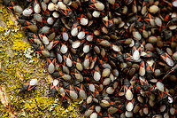 Oxycarenus lavaterae - 3, Netherlands A fresh observation from this morning. My friend Antoine asked about an insect "plague" on a tree in his street so I came to check it out. It turns out to be a mass gathering of the Lime Seed Bug (Oxycarenus lavaterae).<br />
<br />
This bug is originally from the Mediteranean and Africa, but has been spreading in the northern direction by means of imported trees/plants and the milder winters enabling them to survive. In 2016, our good friend Arp did a fantastic job of documenting the first population found in the Netherlands:<br />
<br />
https://www.jungledragon.com/image/46672/oxycarenus_lavaterae_various_life_stages.html<br />
<br />
Since then, it has been seen more often, mostly in the South of the Netherlands. Current consensus is that they do little permanent damage to the trees, and basically serve as extra bird food.<br />
<br />
https://www.jungledragon.com/image/132306/oxycarenus_lavaterae_-_1_netherlands.html<br />
https://www.jungledragon.com/image/132307/oxycarenus_lavaterae_-_2_netherlands.html<br />
https://www.jungledragon.com/image/132305/oxycarenus_lavaterae_-_4_netherlands.html<br />
https://www.jungledragon.com/image/132304/oxycarenus_lavaterae_-_5_netherlands.html Geotagged,Lime Seed Bug,Malvawants,Netherlands,Oxycarenus lavaterae,Spring