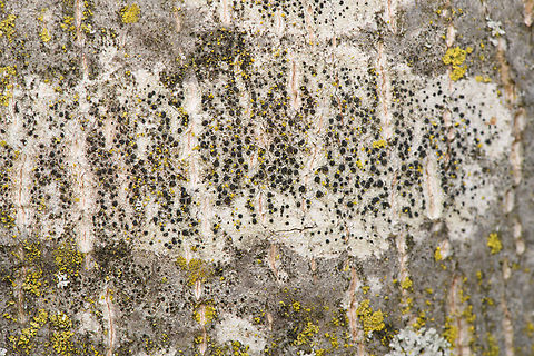 Lecidella elaeochroma, Heesch, Netherlands  Geotagged,Lecidella elaeochroma,Malvawants,Netherlands,Spring