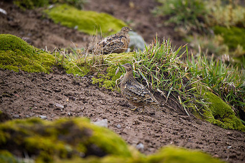 Rufous-bellied seedsnipe, Cayambe Coca Ecological Reserve, Ecuador From the Amazon's altitude of about 0 to well over 4,000m, and from tropical heat to the ice cold winds of the Páramo, the first 8 hours of this day were dramatic. Arriving at Cayambe Coca Ecological Reserve, we were instantly rewarded with a very brief sighting of this great bird. This one was captured at 4,085m altitude. They are not often seen but also easy to overlook.

It's a very hardy bird that can withstand harsh conditions. It feeds on the buds of cushion plants:
https://www.jungledragon.com/image/132318/rufous-bellied_seedsnipe_cayambe_coca_ecological_reserve_ecuador.html Attagis gayi,Cayambe Coca Ecological Reserve,Ecuador,Ecuador 2021,Geotagged,Páramo,Rufous-bellied seedsnipe,South America,Spring,World
