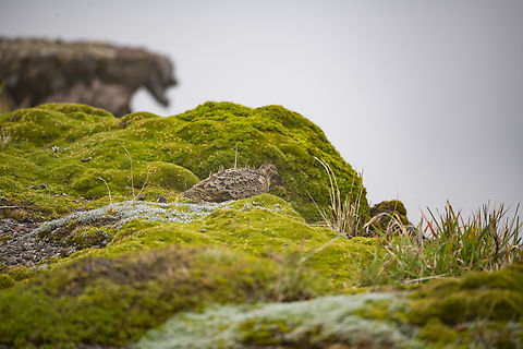 Rufous-bellied seedsnipe, Cayambe Coca Ecological Reserve, Ecuador This one is surrounded by cushion plants, on which the bird feeds.
https://www.jungledragon.com/image/132317/rufous-bellied_seedsnipe_cayambe_coca_ecological_reserve_ecuador.html Attagis gayi,Cayambe Coca Ecological Reserve,Ecuador,Ecuador 2021,Geotagged,Rufous-bellied seedsnipe,South America,Spring,World