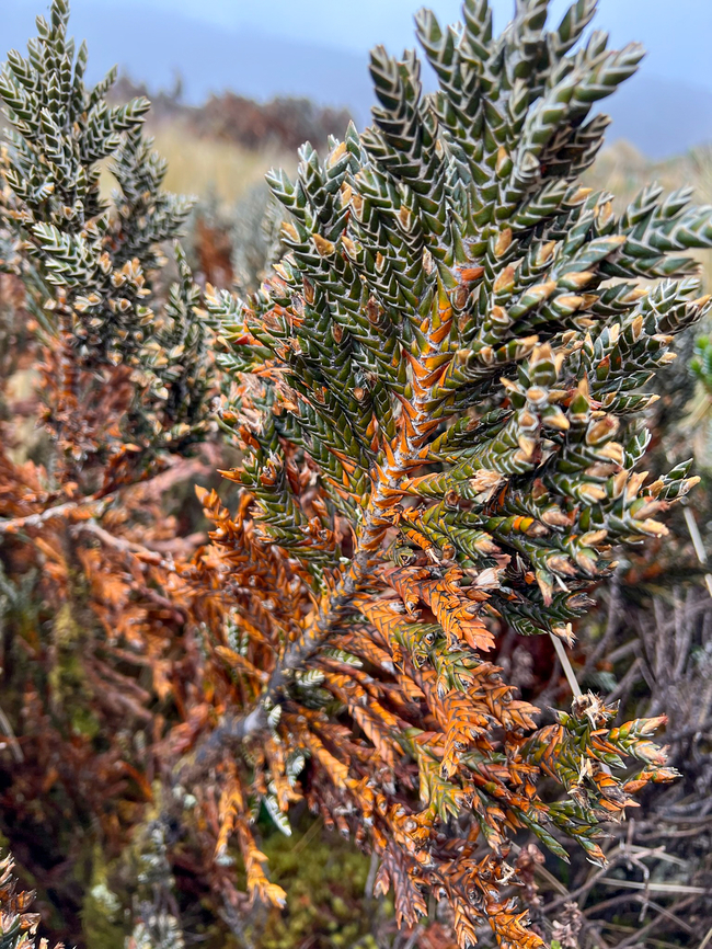 Loricaria thuyoides - closeup 2, Cayambe Coca Ecological Reserve, Ecuador <figure class="photo"><a href="https://www.jungledragon.com/image/132322/loricaria_thuyoides_cayambe_coca_ecological_reserve_ecuador.html" title="Loricaria thuyoides, Cayambe Coca Ecological Reserve, Ecuador"><img src="https://s3.amazonaws.com/media.jungledragon.com/images/2/132322_thumb.jpg?AWSAccessKeyId=05GMT0V3GWVNE7GGM1R2&Expires=1759968010&Signature=bI5QLe1fKiG1nhhkOF6iq4cwPHg%3D" width="200" height="134" alt="Loricaria thuyoides, Cayambe Coca Ecological Reserve, Ecuador https://www.jungledragon.com/image/132321/loricaria_thuyoides_-_closeup_cayambe_coca_ecological_reserve_ecuador.html<br />
https://www.jungledragon.com/image/132320/loricaria_thuyoides_-_closeup_2_cayambe_coca_ecological_reserve_ecuador.html Cayambe Coca Ecological Reserve,Ecuador,Ecuador 2021,Geotagged,Loricaria thuyoides,P&aacute;ramo,South America,Spring,World" /></a></figure><br />
<figure class="photo"><a href="https://www.jungledragon.com/image/132321/loricaria_thuyoides_-_closeup_cayambe_coca_ecological_reserve_ecuador.html" title="Loricaria thuyoides - closeup, Cayambe Coca Ecological Reserve, Ecuador"><img src="https://s3.amazonaws.com/media.jungledragon.com/images/2/132321_thumb.jpg?AWSAccessKeyId=05GMT0V3GWVNE7GGM1R2&Expires=1759968010&Signature=DWjoFeRNkmm0yn22nW40JKjQ6q0%3D" width="200" height="150" alt="Loricaria thuyoides - closeup, Cayambe Coca Ecological Reserve, Ecuador https://www.jungledragon.com/image/132322/loricaria_thuyoides_cayambe_coca_ecological_reserve_ecuador.html<br />
https://www.jungledragon.com/image/132320/loricaria_thuyoides_-_closeup_2_cayambe_coca_ecological_reserve_ecuador.html Cayambe Coca Ecological Reserve,Ecuador,Ecuador 2021,Geotagged,Loricaria thuyoides,P&aacute;ramo,South America,Spring,World" /></a></figure> Cayambe Coca Ecological Reserve,Ecuador,Ecuador 2021,Geotagged,Loricaria thuyoides,South America,Spring,World
