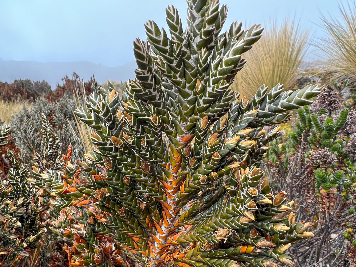 Loricaria thuyoides - closeup, Cayambe Coca Ecological Reserve, Ecuador <figure class="photo"><a href="https://www.jungledragon.com/image/132322/loricaria_thuyoides_cayambe_coca_ecological_reserve_ecuador.html" title="Loricaria thuyoides, Cayambe Coca Ecological Reserve, Ecuador"><img src="https://s3.amazonaws.com/media.jungledragon.com/images/2/132322_thumb.jpg?AWSAccessKeyId=05GMT0V3GWVNE7GGM1R2&Expires=1769040010&Signature=cLN6dt9Dc0ysuleTJIaO6XRGzMw%3D" width="200" height="134" alt="Loricaria thuyoides, Cayambe Coca Ecological Reserve, Ecuador https://www.jungledragon.com/image/132321/loricaria_thuyoides_-_closeup_cayambe_coca_ecological_reserve_ecuador.html<br />
https://www.jungledragon.com/image/132320/loricaria_thuyoides_-_closeup_2_cayambe_coca_ecological_reserve_ecuador.html Cayambe Coca Ecological Reserve,Ecuador,Ecuador 2021,Geotagged,Loricaria thuyoides,P&aacute;ramo,South America,Spring,World" /></a></figure><br />
<figure class="photo"><a href="https://www.jungledragon.com/image/132320/loricaria_thuyoides_-_closeup_2_cayambe_coca_ecological_reserve_ecuador.html" title="Loricaria thuyoides - closeup 2, Cayambe Coca Ecological Reserve, Ecuador"><img src="https://s3.amazonaws.com/media.jungledragon.com/images/2/132320_thumb.jpg?AWSAccessKeyId=05GMT0V3GWVNE7GGM1R2&Expires=1769040010&Signature=e8TgUOSggtEqYCrVyikE0u3t86A%3D" width="114" height="152" alt="Loricaria thuyoides - closeup 2, Cayambe Coca Ecological Reserve, Ecuador https://www.jungledragon.com/image/132322/loricaria_thuyoides_cayambe_coca_ecological_reserve_ecuador.html<br />
https://www.jungledragon.com/image/132321/loricaria_thuyoides_-_closeup_cayambe_coca_ecological_reserve_ecuador.html Cayambe Coca Ecological Reserve,Ecuador,Ecuador 2021,Geotagged,Loricaria thuyoides,South America,Spring,World" /></a></figure> Cayambe Coca Ecological Reserve,Ecuador,Ecuador 2021,Geotagged,Loricaria thuyoides,P&aacute;ramo,South America,Spring,World