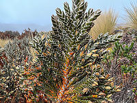 Loricaria thuyoides - closeup, Cayambe Coca Ecological Reserve, Ecuador https://www.jungledragon.com/image/132322/loricaria_thuyoides_cayambe_coca_ecological_reserve_ecuador.html<br />
https://www.jungledragon.com/image/132320/loricaria_thuyoides_-_closeup_2_cayambe_coca_ecological_reserve_ecuador.html Cayambe Coca Ecological Reserve,Ecuador,Ecuador 2021,Geotagged,Loricaria thuyoides,P&aacute;ramo,South America,Spring,World