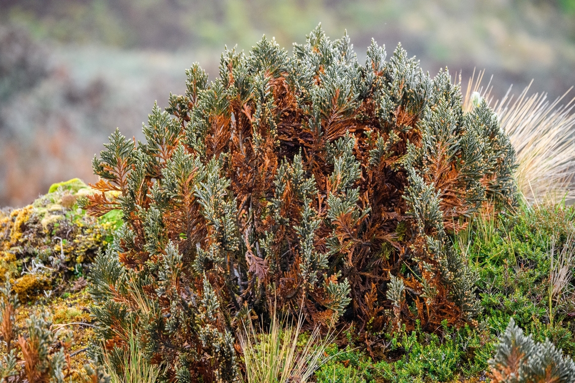 Loricaria thuyoides, Cayambe Coca Ecological Reserve, Ecuador <figure class="photo"><a href="https://www.jungledragon.com/image/132321/loricaria_thuyoides_-_closeup_cayambe_coca_ecological_reserve_ecuador.html" title="Loricaria thuyoides - closeup, Cayambe Coca Ecological Reserve, Ecuador"><img src="https://s3.amazonaws.com/media.jungledragon.com/images/2/132321_thumb.jpg?AWSAccessKeyId=05GMT0V3GWVNE7GGM1R2&Expires=1769040010&Signature=xRYrLJALXrU8YLMdY%2FhJ2sl8vow%3D" width="200" height="150" alt="Loricaria thuyoides - closeup, Cayambe Coca Ecological Reserve, Ecuador https://www.jungledragon.com/image/132322/loricaria_thuyoides_cayambe_coca_ecological_reserve_ecuador.html<br />
https://www.jungledragon.com/image/132320/loricaria_thuyoides_-_closeup_2_cayambe_coca_ecological_reserve_ecuador.html Cayambe Coca Ecological Reserve,Ecuador,Ecuador 2021,Geotagged,Loricaria thuyoides,P&aacute;ramo,South America,Spring,World" /></a></figure><br />
<figure class="photo"><a href="https://www.jungledragon.com/image/132320/loricaria_thuyoides_-_closeup_2_cayambe_coca_ecological_reserve_ecuador.html" title="Loricaria thuyoides - closeup 2, Cayambe Coca Ecological Reserve, Ecuador"><img src="https://s3.amazonaws.com/media.jungledragon.com/images/2/132320_thumb.jpg?AWSAccessKeyId=05GMT0V3GWVNE7GGM1R2&Expires=1769040010&Signature=e8TgUOSggtEqYCrVyikE0u3t86A%3D" width="114" height="152" alt="Loricaria thuyoides - closeup 2, Cayambe Coca Ecological Reserve, Ecuador https://www.jungledragon.com/image/132322/loricaria_thuyoides_cayambe_coca_ecological_reserve_ecuador.html<br />
https://www.jungledragon.com/image/132321/loricaria_thuyoides_-_closeup_cayambe_coca_ecological_reserve_ecuador.html Cayambe Coca Ecological Reserve,Ecuador,Ecuador 2021,Geotagged,Loricaria thuyoides,South America,Spring,World" /></a></figure> Cayambe Coca Ecological Reserve,Ecuador,Ecuador 2021,Geotagged,Loricaria thuyoides,P&aacute;ramo,South America,Spring,World