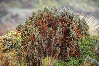 Loricaria thuyoides, Cayambe Coca Ecological Reserve, Ecuador https://www.jungledragon.com/image/132321/loricaria_thuyoides_-_closeup_cayambe_coca_ecological_reserve_ecuador.html<br />
https://www.jungledragon.com/image/132320/loricaria_thuyoides_-_closeup_2_cayambe_coca_ecological_reserve_ecuador.html Cayambe Coca Ecological Reserve,Ecuador,Ecuador 2021,Geotagged,Loricaria thuyoides,P&aacute;ramo,South America,Spring,World