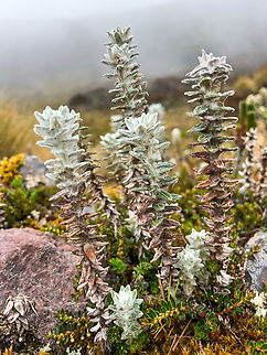 Lasiocephalus ovatus - closeup 1, Cayambe Coca Ecological Reserve, Ecuador  Cayambe Coca Ecological Reserve,Ecuador,Ecuador 2021,Geotagged,Lasiocephalus ovatus,South America,Spring,World