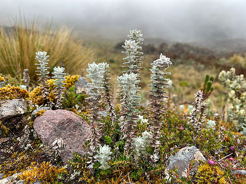 Lasiocephalus ovatus