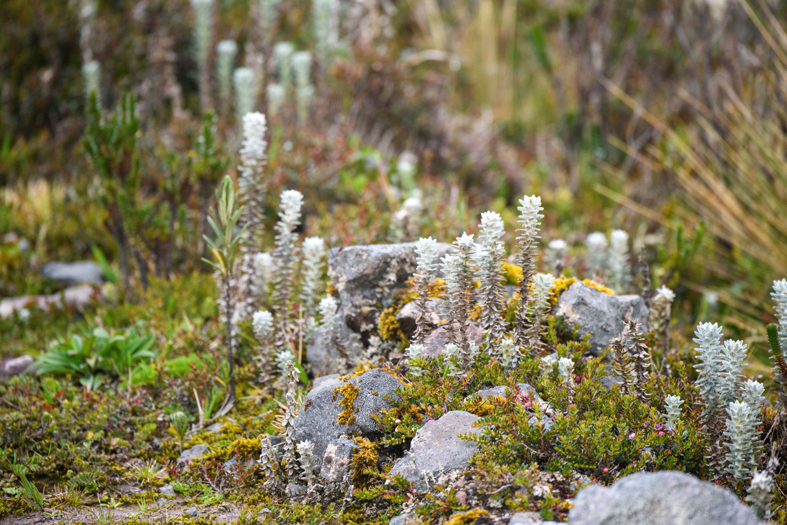 Lasiocephalus ovatus, Cayambe Coca Ecological Reserve, Ecuador  Cayambe Coca Ecological Reserve,Ecuador,Ecuador 2021,Geotagged,Lasiocephalus ovatus,P&aacute;ramo,South America,Spring,World