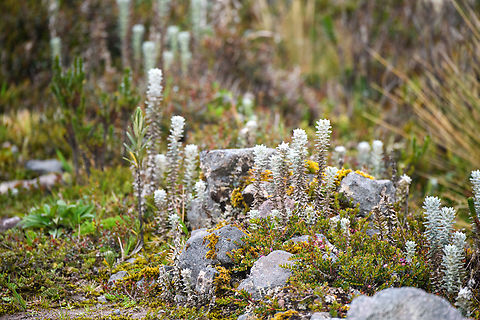 Lasiocephalus ovatus, Cayambe Coca Ecological Reserve, Ecuador  Cayambe Coca Ecological Reserve,Ecuador,Ecuador 2021,Geotagged,Lasiocephalus ovatus,P&aacute;ramo,South America,Spring,World