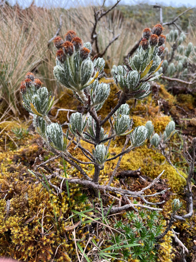 Linochilus eriophorus - flowering, Cayambe Coca Ecological Reserve, Ecuador <figure class="photo"><a href="https://www.jungledragon.com/image/132343/linochilus_eriophorus_cayambe_coca_ecological_reserve_ecuador.html" title="Linochilus eriophorus, Cayambe Coca Ecological Reserve, Ecuador"><img src="https://s3.amazonaws.com/media.jungledragon.com/images/2/132343_thumb.jpg?AWSAccessKeyId=05GMT0V3GWVNE7GGM1R2&Expires=1769040010&Signature=4%2Faqu3Vj2AznPB83CjO5SlOTNa4%3D" width="200" height="134" alt="Linochilus eriophorus, Cayambe Coca Ecological Reserve, Ecuador https://www.jungledragon.com/image/132342/unknown_pramo_plant_antisana_ecological_reserve_ecuador.html<br />
https://www.jungledragon.com/image/132341/unknown_pramo_plant_-_flowering_cayambe_coca_ecological_reserve_ecuador.html Cayambe Coca Ecological Reserve,Ecuador,Ecuador 2021,Geotagged,Linochilus eriophorus,P&aacute;ramo,South America,Spring,World" /></a></figure><br />
<figure class="photo"><a href="https://www.jungledragon.com/image/132342/linochilus_eriophorus_cayambe_coca_ecological_reserve_ecuador.html" title="Linochilus eriophorus, Cayambe Coca Ecological Reserve, Ecuador"><img src="https://s3.amazonaws.com/media.jungledragon.com/images/2/132342_thumb.jpg?AWSAccessKeyId=05GMT0V3GWVNE7GGM1R2&Expires=1769040010&Signature=yiNS5TJXwjv7orAIVkfPMS3kJ5w%3D" width="200" height="134" alt="Linochilus eriophorus, Cayambe Coca Ecological Reserve, Ecuador (in the foreground)<br />
https://www.jungledragon.com/image/132343/unknown_pramo_plant_cayambe_coca_ecological_reserve_ecuador.html<br />
https://www.jungledragon.com/image/132341/unknown_pramo_plant_-_flowering_cayambe_coca_ecological_reserve_ecuador.html Cayambe Coca Ecological Reserve,Ecuador,Ecuador 2021,Geotagged,Linochilus eriophorus,P&aacute;ramo,South America,Spring,World" /></a></figure> Cayambe Coca Ecological Reserve,Ecuador,Ecuador 2021,Geotagged,Linochilus eriophorus,South America,Spring,World