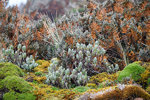Linochilus eriophorus, Cayambe Coca Ecological Reserve, Ecuador (in the foreground)
https://www.jungledragon.com/image/132343/unknown_pramo_plant_cayambe_coca_ecological_reserve_ecuador.html
https://www.jungledragon.com/image/132341/unknown_pramo_plant_-_flowering_cayambe_coca_ecological_reserve_ecuador.html Cayambe Coca Ecological Reserve,Ecuador,Ecuador 2021,Geotagged,Linochilus eriophorus,P&aacute;ramo,South America,Spring,World