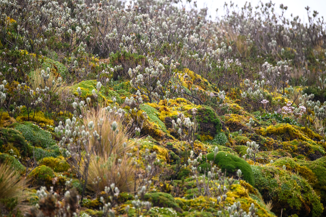 Linochilus eriophorus, Cayambe Coca Ecological Reserve, Ecuador <figure class="photo"><a href="https://www.jungledragon.com/image/132342/linochilus_eriophorus_cayambe_coca_ecological_reserve_ecuador.html" title="Linochilus eriophorus, Cayambe Coca Ecological Reserve, Ecuador"><img src="https://s3.amazonaws.com/media.jungledragon.com/images/2/132342_thumb.jpg?AWSAccessKeyId=05GMT0V3GWVNE7GGM1R2&Expires=1769040010&Signature=yiNS5TJXwjv7orAIVkfPMS3kJ5w%3D" width="200" height="134" alt="Linochilus eriophorus, Cayambe Coca Ecological Reserve, Ecuador (in the foreground)<br />
https://www.jungledragon.com/image/132343/unknown_pramo_plant_cayambe_coca_ecological_reserve_ecuador.html<br />
https://www.jungledragon.com/image/132341/unknown_pramo_plant_-_flowering_cayambe_coca_ecological_reserve_ecuador.html Cayambe Coca Ecological Reserve,Ecuador,Ecuador 2021,Geotagged,Linochilus eriophorus,P&aacute;ramo,South America,Spring,World" /></a></figure><br />
<figure class="photo"><a href="https://www.jungledragon.com/image/132341/linochilus_eriophorus_-_flowering_cayambe_coca_ecological_reserve_ecuador.html" title="Linochilus eriophorus - flowering, Cayambe Coca Ecological Reserve, Ecuador"><img src="https://s3.amazonaws.com/media.jungledragon.com/images/2/132341_thumb.jpg?AWSAccessKeyId=05GMT0V3GWVNE7GGM1R2&Expires=1769040010&Signature=zw6CByaUq6vD1cOXcHnSdnhyyZc%3D" width="114" height="152" alt="Linochilus eriophorus - flowering, Cayambe Coca Ecological Reserve, Ecuador https://www.jungledragon.com/image/132343/unknown_pramo_plant_cayambe_coca_ecological_reserve_ecuador.html<br />
https://www.jungledragon.com/image/132342/unknown_pramo_plant_antisana_ecological_reserve_ecuador.html Cayambe Coca Ecological Reserve,Ecuador,Ecuador 2021,Geotagged,Linochilus eriophorus,South America,Spring,World" /></a></figure> Cayambe Coca Ecological Reserve,Ecuador,Ecuador 2021,Geotagged,Linochilus eriophorus,P&aacute;ramo,South America,Spring,World
