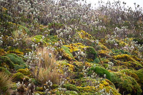 Linochilus eriophorus