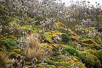 Linochilus eriophorus, Cayambe Coca Ecological Reserve, Ecuador https://www.jungledragon.com/image/132342/unknown_pramo_plant_antisana_ecological_reserve_ecuador.html<br />
https://www.jungledragon.com/image/132341/unknown_pramo_plant_-_flowering_cayambe_coca_ecological_reserve_ecuador.html Cayambe Coca Ecological Reserve,Ecuador,Ecuador 2021,Geotagged,Linochilus eriophorus,P&aacute;ramo,South America,Spring,World