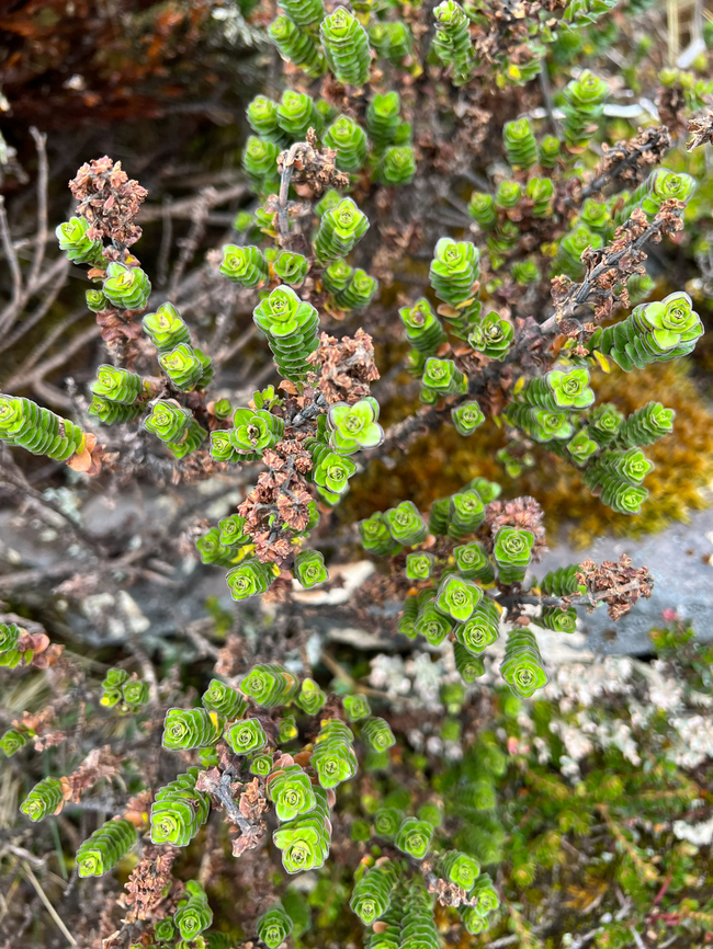 Valeriana microphylla - top view, Cayambe Coca Ecological Reserve, Ecuador <figure class="photo"><a href="https://www.jungledragon.com/image/132345/valeriana_microphylla_cayambe_coca_ecological_reserve_ecuador.html" title="Valeriana microphylla, Cayambe Coca Ecological Reserve, Ecuador"><img src="https://s3.amazonaws.com/media.jungledragon.com/images/2/132345_thumb.jpg?AWSAccessKeyId=05GMT0V3GWVNE7GGM1R2&Expires=1759968010&Signature=1yqB%2Fxw%2FLUzBJz%2Br%2BegZRLX66VU%3D" width="200" height="150" alt="Valeriana microphylla, Cayambe Coca Ecological Reserve, Ecuador https://www.jungledragon.com/image/132344/unknown_green_pramo_plant_-_top_view_antisana_ecological_reserve_ecuador.html Cayambe Coca Ecological Reserve,Ecuador,Ecuador 2021,Geotagged,South America,Spring,Valeriana microphylla,World" /></a></figure> Cayambe Coca Ecological Reserve,Ecuador,Ecuador 2021,Geotagged,Páramo,South America,Spring,Valeriana microphylla,World