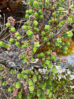 Valeriana microphylla - top view, Cayambe Coca Ecological Reserve, Ecuador https://www.jungledragon.com/image/132345/unknown_green_pramo_plant_antisana_ecological_reserve_ecuador.html Cayambe Coca Ecological Reserve,Ecuador,Ecuador 2021,Geotagged,P&aacute;ramo,South America,Spring,Valeriana microphylla,World