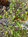 Valeriana microphylla - top view, Cayambe Coca Ecological Reserve, Ecuador https://www.jungledragon.com/image/132345/unknown_green_pramo_plant_antisana_ecological_reserve_ecuador.html Cayambe Coca Ecological Reserve,Ecuador,Ecuador 2021,Geotagged,Páramo,South America,Spring,Valeriana microphylla,World