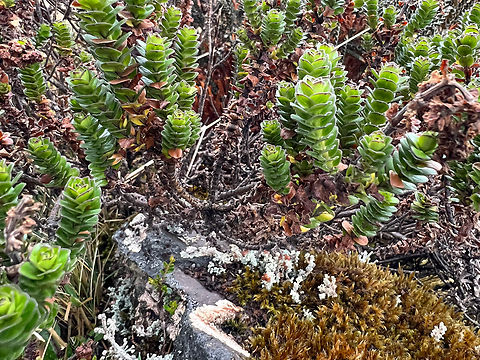 Valeriana microphylla, Cayambe Coca Ecological Reserve, Ecuador https://www.jungledragon.com/image/132344/unknown_green_pramo_plant_-_top_view_antisana_ecological_reserve_ecuador.html Cayambe Coca Ecological Reserve,Ecuador,Ecuador 2021,Geotagged,South America,Spring,Valeriana microphylla,World