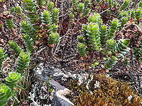 Valeriana microphylla, Cayambe Coca Ecological Reserve, Ecuador https://www.jungledragon.com/image/132344/unknown_green_pramo_plant_-_top_view_antisana_ecological_reserve_ecuador.html Cayambe Coca Ecological Reserve,Ecuador,Ecuador 2021,Geotagged,South America,Spring,Valeriana microphylla,World