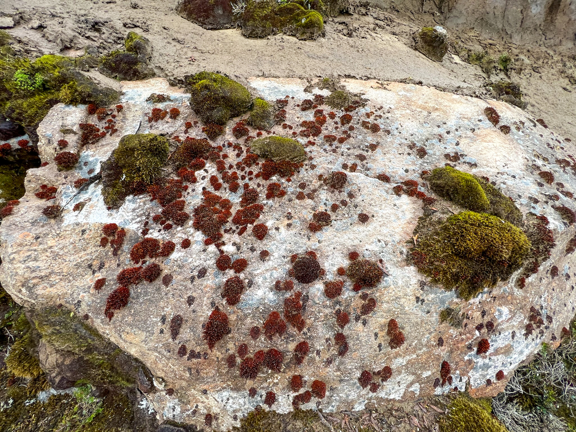 Mosses growing on rock, Cayambe Coca Ecological Reserve, Ecuador  Cayambe Coca Ecological Reserve,Ecuador,Ecuador 2021,Geotagged,P&aacute;ramo,South America,Spring,World