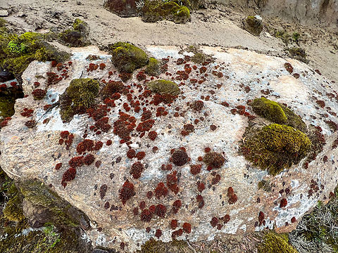 Mosses growing on rock, Cayambe Coca Ecological Reserve, Ecuador  Cayambe Coca Ecological Reserve,Ecuador,Ecuador 2021,Geotagged,Páramo,South America,Spring,World