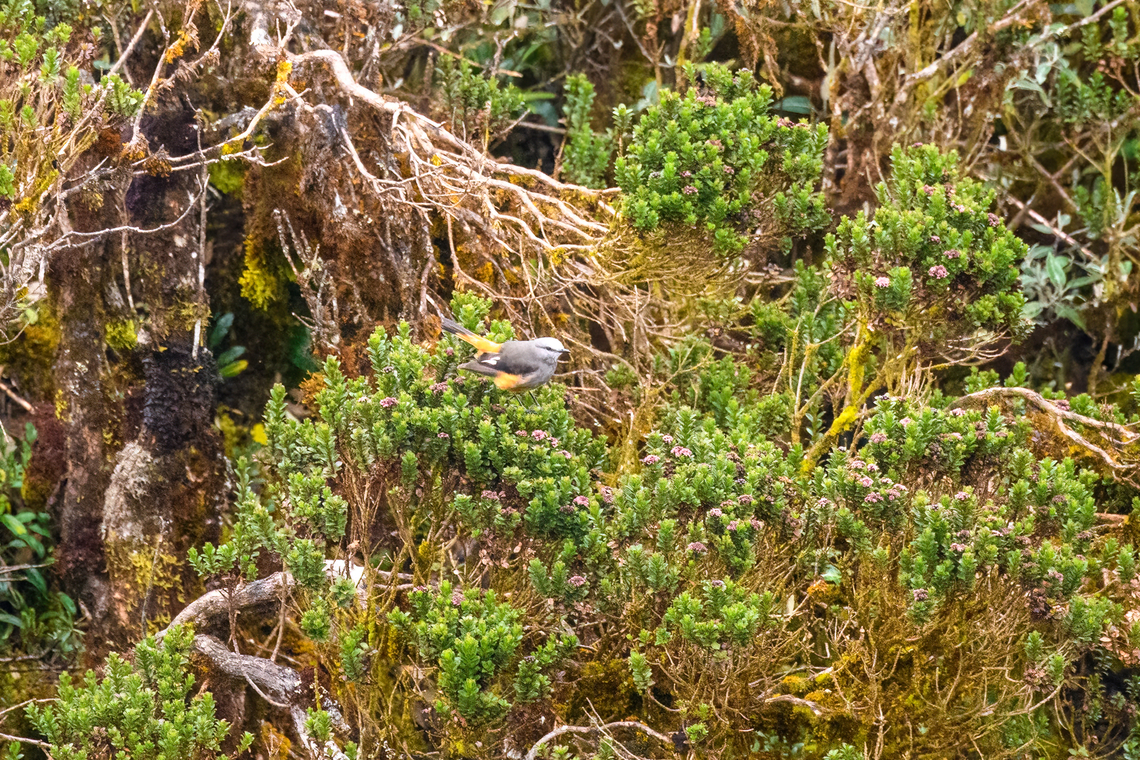 Red-rumped bush tyrant - crop, Cayambe Coca Ecological Reserve, Ecuador <figure class="photo"><a href="https://www.jungledragon.com/image/132349/red-rumped_bush_tyrant_cayambe_coca_ecological_reserve_ecuador.html" title="Red-rumped bush tyrant, Cayambe Coca Ecological Reserve, Ecuador"><img src="https://s3.amazonaws.com/media.jungledragon.com/images/2/132349_thumb.jpg?AWSAccessKeyId=05GMT0V3GWVNE7GGM1R2&Expires=1759968010&Signature=WuV4H1F57lEGvc0%2BlWsq1mInWPQ%3D" width="200" height="176" alt="Red-rumped bush tyrant, Cayambe Coca Ecological Reserve, Ecuador A very distant observation. Look closely to find two of them in the middle of the frame.<br />
https://www.jungledragon.com/image/132348/red-rumped_bush_tyrant_-_crop_cayambe_coca_ecological_reserve_ecuador.html Cayambe Coca Ecological Reserve,Cnemarchus erythropygius,Ecuador,Ecuador 2021,Geotagged,Red-rumped bush tyrant,South America,Spring,World" /></a></figure> Cayambe Coca Ecological Reserve,Cnemarchus erythropygius,Ecuador,Ecuador 2021,Geotagged,Red-rumped bush tyrant,South America,Spring,World