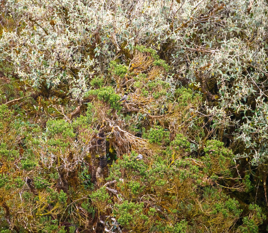 Red-rumped bush tyrant, Cayambe Coca Ecological Reserve, Ecuador A very distant observation. Look closely to find two of them in the middle of the frame.<br />
<figure class="photo"><a href="https://www.jungledragon.com/image/132348/red-rumped_bush_tyrant_-_crop_cayambe_coca_ecological_reserve_ecuador.html" title="Red-rumped bush tyrant - crop, Cayambe Coca Ecological Reserve, Ecuador"><img src="https://s3.amazonaws.com/media.jungledragon.com/images/2/132348_thumb.jpg?AWSAccessKeyId=05GMT0V3GWVNE7GGM1R2&Expires=1759968010&Signature=pRVIMm1vxeELttJSAMaYYoyCoTA%3D" width="200" height="134" alt="Red-rumped bush tyrant - crop, Cayambe Coca Ecological Reserve, Ecuador https://www.jungledragon.com/image/132349/red-rumped_bush_tyrant_cayambe_coca_ecological_reserve_ecuador.html Cayambe Coca Ecological Reserve,Cnemarchus erythropygius,Ecuador,Ecuador 2021,Geotagged,Red-rumped bush tyrant,South America,Spring,World" /></a></figure> Cayambe Coca Ecological Reserve,Cnemarchus erythropygius,Ecuador,Ecuador 2021,Geotagged,Red-rumped bush tyrant,South America,Spring,World