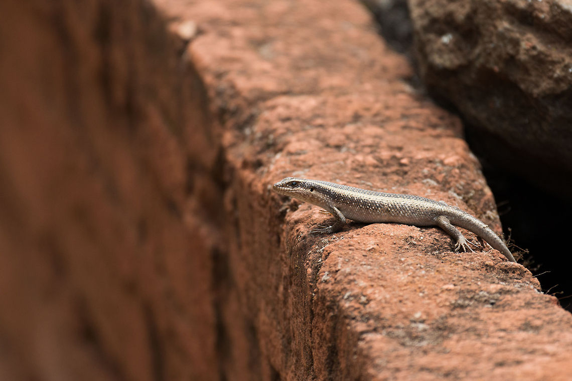 African Striped Skink at Ngorongoro crater lodge We found this African Striped Skink right outside our lodge that was situated at the edge of the fabulous Ngorongoro crater. As a side note, we regret staying in that lodge. Its excessive luxury in such a unique wildlife spot was totally out of proportion. Poor research on our behalf. Africa,African Striped Skink,Ngorongoro,Ngorongoro Crater,Serengeti area,Tanzania,Trachylepis striata