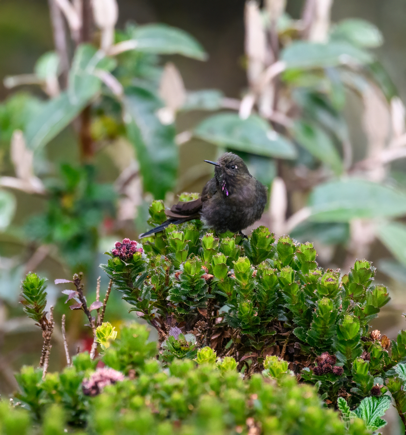 Blue-mantled thornbill - front, Cayambe Coca Ecological Reserve, Ecuador <figure class="photo"><a href="https://www.jungledragon.com/image/132355/blue-mantled_thornbill_cayambe_coca_ecological_reserve_ecuador.html" title="Blue-mantled thornbill, Cayambe Coca Ecological Reserve, Ecuador"><img src="https://s3.amazonaws.com/media.jungledragon.com/images/2/132355_thumb.jpg?AWSAccessKeyId=05GMT0V3GWVNE7GGM1R2&Expires=1767225610&Signature=Kutbodtz0uifyIsoNx5QdN7Mqlc%3D" width="200" height="164" alt="Blue-mantled thornbill, Cayambe Coca Ecological Reserve, Ecuador https://www.jungledragon.com/image/132354/blue-mantled_thornbill_-_side_view_cayambe_coca_ecological_reserve_ecuador.html<br />
https://www.jungledragon.com/image/132353/blue-mantled_thornbill_-_front_cayambe_coca_ecological_reserve_ecuador.html Blue-mantled thornbill,Cayambe Coca Ecological Reserve,Chalcostigma stanleyi,Ecuador,Ecuador 2021,Geotagged,South America,Spring,World" /></a></figure><br />
<figure class="photo"><a href="https://www.jungledragon.com/image/132354/blue-mantled_thornbill_-_side_view_cayambe_coca_ecological_reserve_ecuador.html" title="Blue-mantled thornbill - side view, Cayambe Coca Ecological Reserve, Ecuador"><img src="https://s3.amazonaws.com/media.jungledragon.com/images/2/132354_thumb.jpg?AWSAccessKeyId=05GMT0V3GWVNE7GGM1R2&Expires=1767225610&Signature=sO9pBQhkRl7ZFoJjMCy2Xm8UG6E%3D" width="200" height="150" alt="Blue-mantled thornbill - side view, Cayambe Coca Ecological Reserve, Ecuador https://www.jungledragon.com/image/132355/blue-mantled_thornbill_cayambe_coca_ecological_reserve_ecuador.html<br />
https://www.jungledragon.com/image/132353/blue-mantled_thornbill_-_front_cayambe_coca_ecological_reserve_ecuador.html Blue-mantled thornbill,Cayambe Coca Ecological Reserve,Chalcostigma stanleyi,Ecuador,Ecuador 2021,Geotagged,South America,Spring,World" /></a></figure> Blue-mantled thornbill,Cayambe Coca Ecological Reserve,Chalcostigma stanleyi,Ecuador,Ecuador 2021,Geotagged,South America,Spring,World