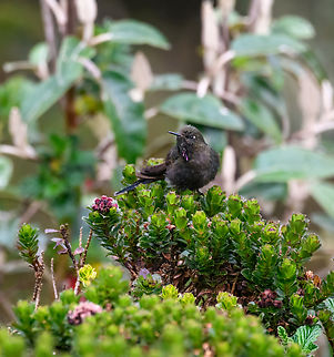 Blue-mantled thornbill - front, Cayambe Coca Ecological Reserve, Ecuador https://www.jungledragon.com/image/132355/blue-mantled_thornbill_cayambe_coca_ecological_reserve_ecuador.html
https://www.jungledragon.com/image/132354/blue-mantled_thornbill_-_side_view_cayambe_coca_ecological_reserve_ecuador.html Blue-mantled thornbill,Cayambe Coca Ecological Reserve,Chalcostigma stanleyi,Ecuador,Ecuador 2021,Geotagged,South America,Spring,World