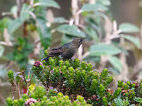 Blue-mantled thornbill - side view, Cayambe Coca Ecological Reserve, Ecuador https://www.jungledragon.com/image/132355/blue-mantled_thornbill_cayambe_coca_ecological_reserve_ecuador.html<br />
https://www.jungledragon.com/image/132353/blue-mantled_thornbill_-_front_cayambe_coca_ecological_reserve_ecuador.html Blue-mantled thornbill,Cayambe Coca Ecological Reserve,Chalcostigma stanleyi,Ecuador,Ecuador 2021,Geotagged,South America,Spring,World