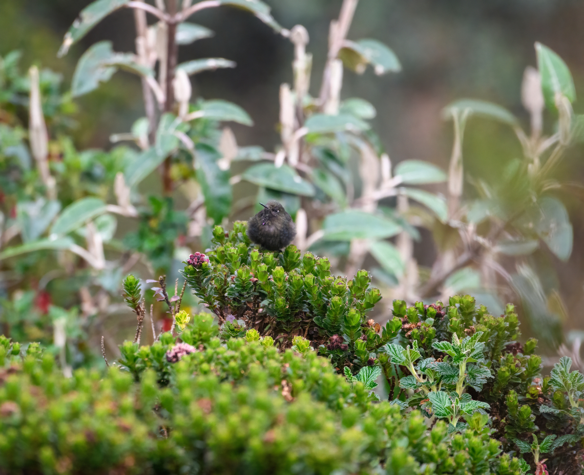Blue-mantled thornbill, Cayambe Coca Ecological Reserve, Ecuador <figure class="photo"><a href="https://www.jungledragon.com/image/132354/blue-mantled_thornbill_-_side_view_cayambe_coca_ecological_reserve_ecuador.html" title="Blue-mantled thornbill - side view, Cayambe Coca Ecological Reserve, Ecuador"><img src="https://s3.amazonaws.com/media.jungledragon.com/images/2/132354_thumb.jpg?AWSAccessKeyId=05GMT0V3GWVNE7GGM1R2&Expires=1759968010&Signature=7ngL5eNJV7tRNsTAkbe71BF3FlA%3D" width="200" height="150" alt="Blue-mantled thornbill - side view, Cayambe Coca Ecological Reserve, Ecuador https://www.jungledragon.com/image/132355/blue-mantled_thornbill_cayambe_coca_ecological_reserve_ecuador.html<br />
https://www.jungledragon.com/image/132353/blue-mantled_thornbill_-_front_cayambe_coca_ecological_reserve_ecuador.html Blue-mantled thornbill,Cayambe Coca Ecological Reserve,Chalcostigma stanleyi,Ecuador,Ecuador 2021,Geotagged,South America,Spring,World" /></a></figure><br />
<figure class="photo"><a href="https://www.jungledragon.com/image/132353/blue-mantled_thornbill_-_front_cayambe_coca_ecological_reserve_ecuador.html" title="Blue-mantled thornbill - front, Cayambe Coca Ecological Reserve, Ecuador"><img src="https://s3.amazonaws.com/media.jungledragon.com/images/2/132353_thumb.jpg?AWSAccessKeyId=05GMT0V3GWVNE7GGM1R2&Expires=1759968010&Signature=2dqhuFtWsR19y6EH39dICrO4%2FKU%3D" width="144" height="152" alt="Blue-mantled thornbill - front, Cayambe Coca Ecological Reserve, Ecuador https://www.jungledragon.com/image/132355/blue-mantled_thornbill_cayambe_coca_ecological_reserve_ecuador.html<br />
https://www.jungledragon.com/image/132354/blue-mantled_thornbill_-_side_view_cayambe_coca_ecological_reserve_ecuador.html Blue-mantled thornbill,Cayambe Coca Ecological Reserve,Chalcostigma stanleyi,Ecuador,Ecuador 2021,Geotagged,South America,Spring,World" /></a></figure> Blue-mantled thornbill,Cayambe Coca Ecological Reserve,Chalcostigma stanleyi,Ecuador,Ecuador 2021,Geotagged,South America,Spring,World