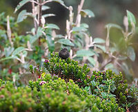 Blue-mantled thornbill, Cayambe Coca Ecological Reserve, Ecuador https://www.jungledragon.com/image/132354/blue-mantled_thornbill_-_side_view_cayambe_coca_ecological_reserve_ecuador.html<br />
https://www.jungledragon.com/image/132353/blue-mantled_thornbill_-_front_cayambe_coca_ecological_reserve_ecuador.html Blue-mantled thornbill,Cayambe Coca Ecological Reserve,Chalcostigma stanleyi,Ecuador,Ecuador 2021,Geotagged,South America,Spring,World
