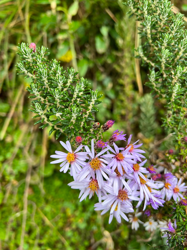 Diplostephium ericoides, Cayambe Coca Ecological Reserve, Ecuador  Cayambe Coca Ecological Reserve,Diplostephium ericoides,Ecuador,Ecuador 2021,Geotagged,Páramo,South America,Spring,World
