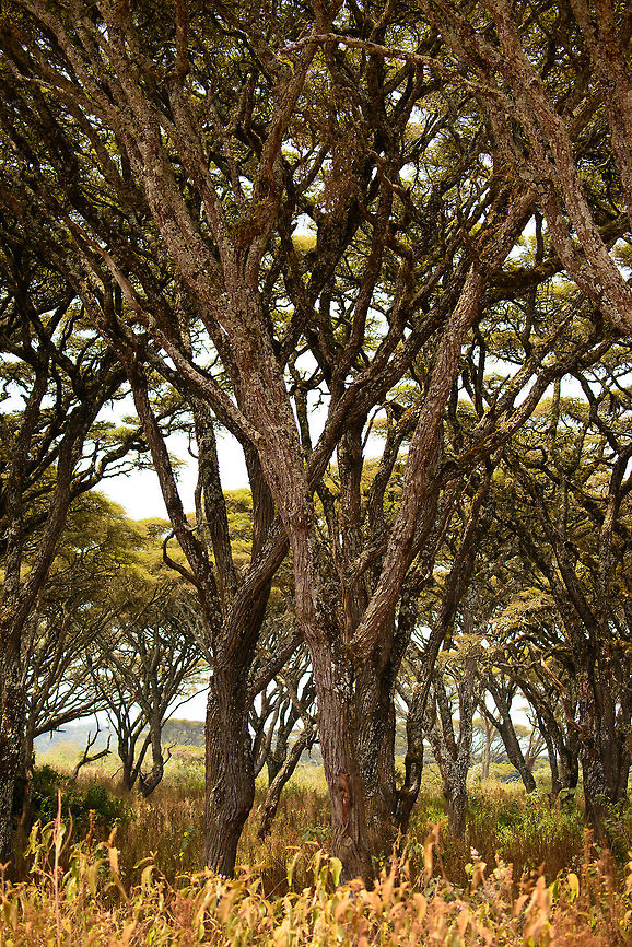 Umbrella thorn acacia trees at Ngorongoro Crater Hard to imagine, but these trees are growing on the floor of a volcano crater. Not just any crater, it is the largest in the world, the Ngorongoro crater in Tanzania. Acacia tortilis,Africa,Ngorongoro,Ngorongoro Crater,Serengeti area,Tanzania,Umbrella thorn acacia