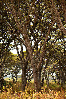 Umbrella thorn acacia trees at Ngorongoro Crater Hard to imagine, but these trees are growing on the floor of a volcano crater. Not just any crater, it is the largest in the world, the Ngorongoro crater in Tanzania. Acacia tortilis,Africa,Ngorongoro,Ngorongoro Crater,Serengeti area,Tanzania,Umbrella thorn acacia