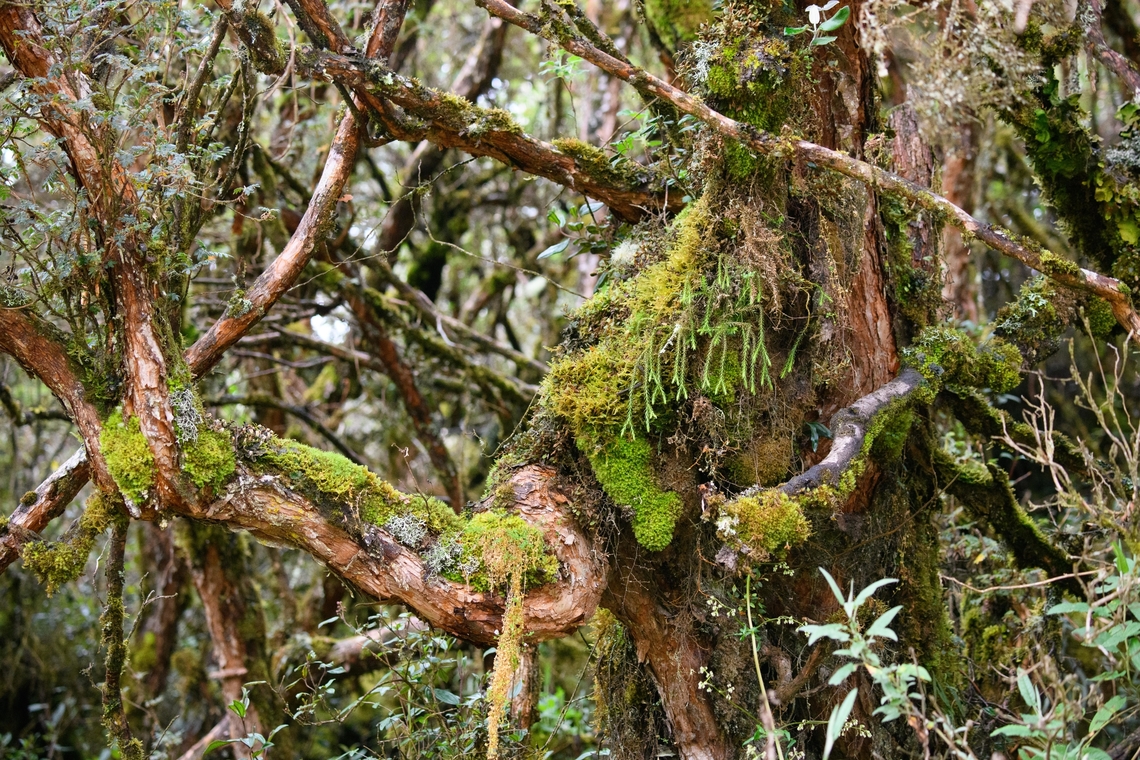 Polylepis sp, P&aacute;ramo tree, Cayambe Coca Ecological Reserve, Ecuador A gorgeous tree in the Polylepis genus. This genus consists of high altitude trees that all have this gnarly shape and multi-layered bark. They are wind-pollinated. Some species in this genus occur over 5,000m altitude, far above the normal tree line, making them the highest occuring wood-producing plant in the world. Cayambe Coca Ecological Reserve,Ecuador,Ecuador 2021,Geotagged,P&aacute;ramo,South America,Spring,World