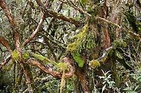 Polylepis sp, P&aacute;ramo tree, Cayambe Coca Ecological Reserve, Ecuador A gorgeous tree in the Polylepis genus. This genus consists of high altitude trees that all have this gnarly shape and multi-layered bark. They are wind-pollinated. Some species in this genus occur over 5,000m altitude, far above the normal tree line, making them the highest occuring wood-producing plant in the world. Cayambe Coca Ecological Reserve,Ecuador,Ecuador 2021,Geotagged,P&aacute;ramo,South America,Spring,World