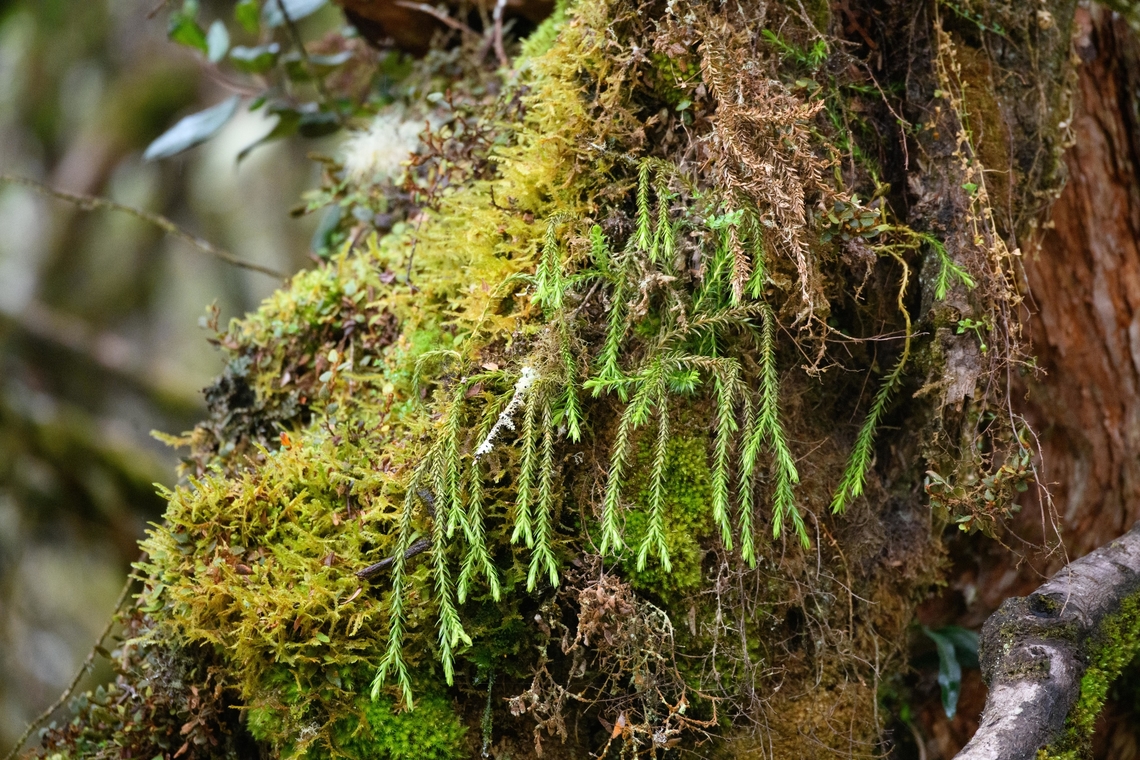 Hanging fir-moss, Cayambe Coca Ecological Reserve, Ecuador Growing on a Polylepis sp. tree.<br />
<figure class="photo"><a href="https://www.jungledragon.com/image/132361/polylepis_sp_pramo_tree_cayambe_coca_ecological_reserve_ecuador.html" title="Polylepis sp, P&aacute;ramo tree, Cayambe Coca Ecological Reserve, Ecuador"><img src="https://s3.amazonaws.com/media.jungledragon.com/images/2/132361_thumb.jpg?AWSAccessKeyId=05GMT0V3GWVNE7GGM1R2&Expires=1763596810&Signature=SesL5idAgY93gKZaJiKQ26Z%2B6gg%3D" width="200" height="134" alt="Polylepis sp, P&aacute;ramo tree, Cayambe Coca Ecological Reserve, Ecuador A gorgeous tree in the Polylepis genus. This genus consists of high altitude trees that all have this gnarly shape and multi-layered bark. They are wind-pollinated. Some species in this genus occur over 5,000m altitude, far above the normal tree line, making them the highest occuring wood-producing plant in the world. Cayambe Coca Ecological Reserve,Ecuador,Ecuador 2021,Geotagged,P&aacute;ramo,South America,Spring,World" /></a></figure> Cayambe Coca Ecological Reserve,Ecuador,Ecuador 2021,Geotagged,Hanging fir-moss,Phlegmariurus dichotomus,South America,Spring,World
