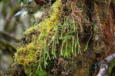 Hanging fir-moss, Cayambe Coca Ecological Reserve, Ecuador Growing on a Polylepis sp. tree.
https://www.jungledragon.com/image/132361/polylepis_sp_pramo_tree_cayambe_coca_ecological_reserve_ecuador.html Cayambe Coca Ecological Reserve,Ecuador,Ecuador 2021,Geotagged,Hanging fir-moss,Phlegmariurus dichotomus,South America,Spring,World