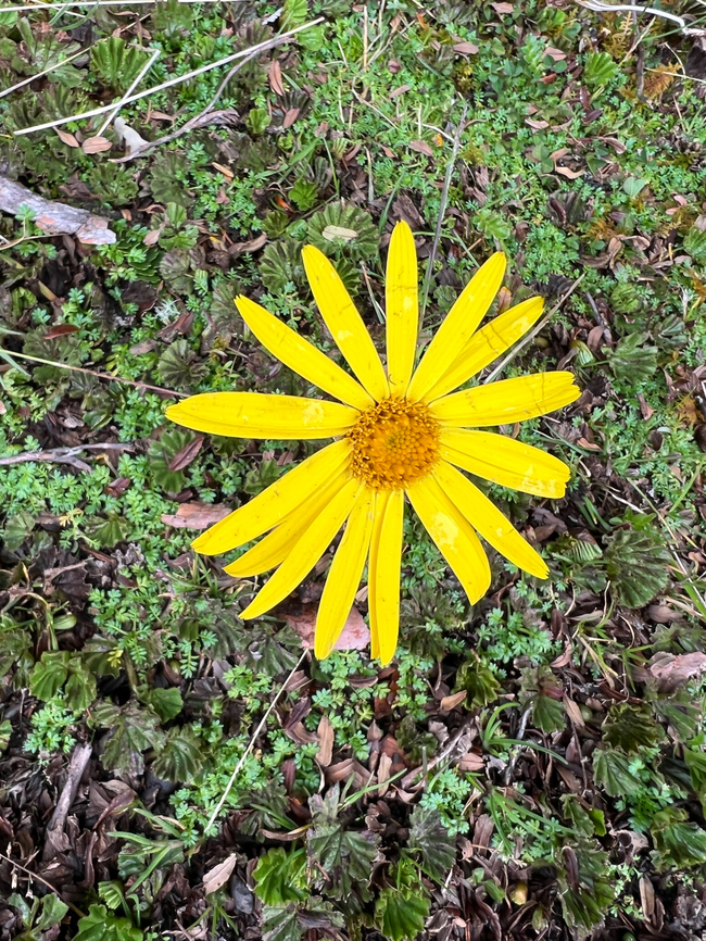 Dorobaea pimpinellifolia, Cayambe Coca Ecological Reserve, Ecuador  Cayambe Coca Ecological Reserve,Dorobaea pimpinellifolia,Ecuador,Ecuador 2021,Geotagged,Páramo,South America,Spring,World